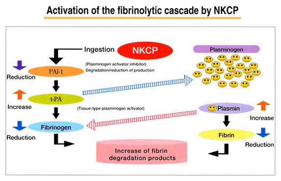 Activation of the fibrinolytic cascade by NKCP